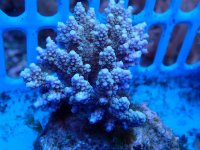 178. Acropora - 03.00 Inch - USD. 12.00.jpg