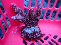 157. Acropora - 03.00 Inch - USD. 12.00.jpg