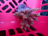 168. Acropora - 03.00 Inch - USD. 12.00.jpg