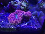 ImageUploadedByReefs2014-12-11 16:09:33 EST.jpg