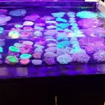 corals 4.jpg