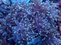 061. Euphyllia glabrescens - 04.00 Inch - USD. 20.00.JPG