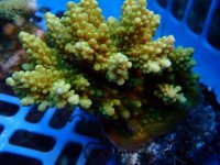 207. Acropora - 03.00 Inch - USD. 10.00.JPG