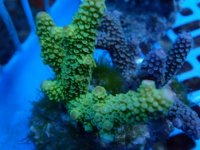 208. Acropora - 03.00 Inch - USD. 10.00 (1).JPG