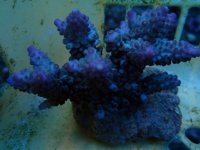 242. Acropora - 03.00 Inch - USD. 10.00.JPG