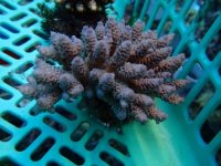 277. Acropora - 03.00 Inch - USD. 10.00.JPG