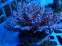 334. Acropora - 03.00 Inch - USD. 12.00.JPG