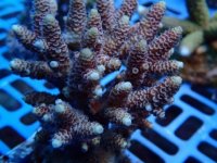 356. Acropora - 04.00 Inch - USD. 12.00.JPG