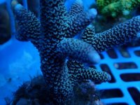 357. Acropora - 04.00 Inch - USD. 12.00.JPG