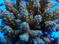 364. Acropora - 04.00 Inch - USD. 15.00.JPG