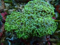 380. Euphyllia ancora - 03.00 Inch - USD. 15.00.JPG