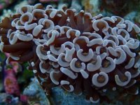 385. Euphyllia ancora - 03.00 Inch - USD. 15.00.JPG