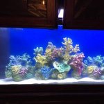 instant reef.jpg