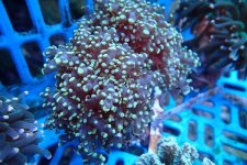 320. Euphyllia yaeyamaensis - 04.50 Inch - USD. 12.00.jpg