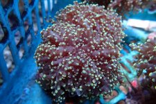 322. Euphyllia yaeyamaensis - 04.50 Inch - USD. 12.00.jpg