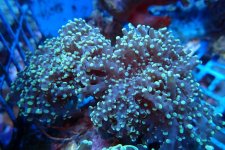 326. Euphyllia yaeyamaensis - 04.50 Inch - USD. 12.00.jpg