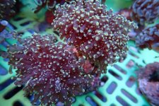 328. Euphyllia yaeyamaensis - 04.50 Inch - USD. 12.00.jpg