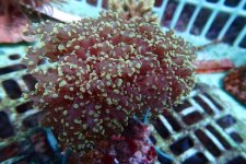 337. Euphyllia yaeyamaensis - 04.50 Inch - USD. 12.00.jpg