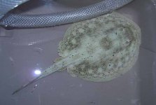 Male Ray.jpg