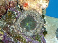 rock anemone 002.jpg