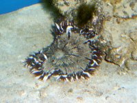 rock anemone 003.jpg