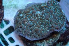 441. Montipora - 03.00 Inch - USD. 12.00.jpg