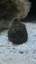 coral.jpg