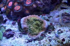 DSC_5618.JPG.jpg