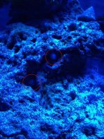 Fish1.jpg