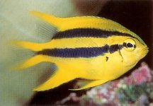 Behns Damselfish.jpg