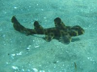 horn shark.JPG