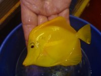 yellow tang.jpg