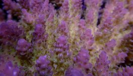 217084d1423337343-hang-tank-reef-teasers-dsc02266.jpg