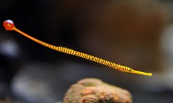 pipefish-1.jpg