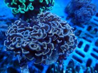 534. Euphyllia ancora - 03.00 Inch - USD. 13.00.jpg