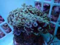 536. Euphyllia ancora - 03.00 Inch - USD. 13.00.jpg