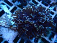 542. Euphyllia ancora - 03.00 Inch - USD. 13.00 (1).jpg