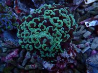 563. Euphyllia ancora - 03.00 Inch - USD. 13.00.jpg