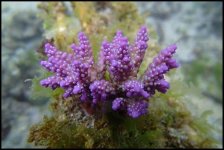 294. Acropora spp - 03.50 Inch - USD. 13.00.jpg