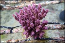 375. Acropora spp - 03.50 Inch - USD. 13.00 (1).jpg