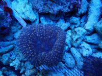 753. Lobophyllia spp - 03.50 Inch - USD. 12.00.jpg