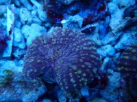 761. Lobophyllia spp - 03.50 Inch - USD. 12.00.jpg