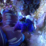 ImageUploadedByReefs2015-02-13 17:14:28 EST.jpg