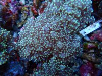 297. Euphyllia yaeyamaensis - 04.50 Inch - USD. 13.00.jpg