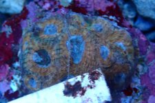 003. Acanthastrea - 02.00 Inch - AQT.jpg