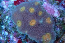 004. Acanthastrea - 02.00 Inch - AQT.jpg