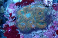 005. Acanthastrea - 02.00 Inch - AQT.jpg