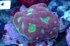 006. Acanthastrea - 02.00 Inch - AQT.jpg