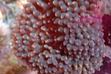 007. Anemone - 03.00 Inch -AQT.jpg