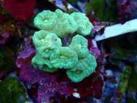 008. Caulastrea - 03.00 Inch - AQT.jpg